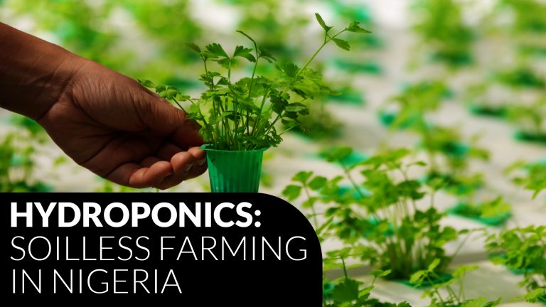 Using Hydroponic Farming to Meet Africa’s Food Demand